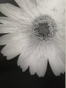 Gerbera