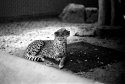 Zoo Visit