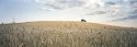 Let me bring you songs from the fields ...