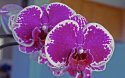 Learning macro photography