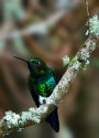 Glowing Puffleg