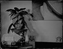 Domesticities 3