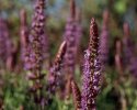 Learning Macro Photography