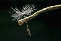 Taraxacum