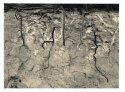 Roots