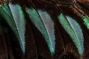 Rajah Brook´s Birdwing