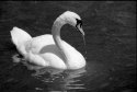 Swan