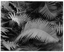 Dancing Cycad leaves