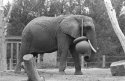 Lone Elephant