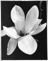 Magnolias