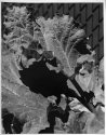 Rhubarb