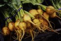 Beets O' Gold