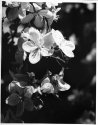 Apple flowers