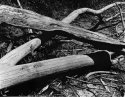 Elephant Trunk
