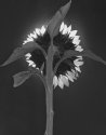 Sunflower, backlit