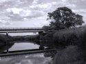 Tree-Westend-Bridge-2--