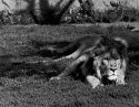 Lazy Lion
