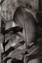 Glowleaf