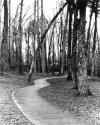 The Pathway-1