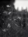 Summer Flowers