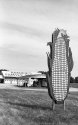 Ohio Corn