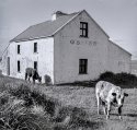 O'Shea's Bar and Cows