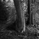 Hunt Lake Trail (2)