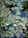 Lilly pads
