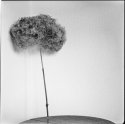 Wallflower