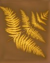 Sun-rayed Fern II (fixed)