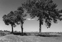 Trees 2