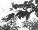 Butterfly House-3