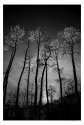 For the Muse to Name-Part of The Pando Collection