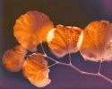 Cercis siliquastrum