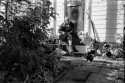 Front Yard With Cat