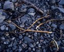 Seaweed patterns - 1