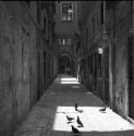 Pigeons in sunlight  1988