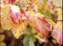Autumn Leaves C/U