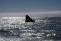 Mendocino Coast