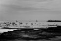 Gulls Galore