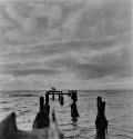 Lone Gull