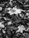 Autumn Leaves - 1