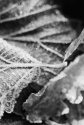 Autumn morning frost - 1