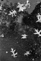 Leaves in the Sky