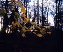 Autumn leaves colour - 1