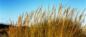 November grasses