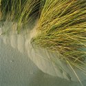 November grasses detail