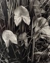 Fall Pond