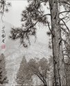 2020-10-Yosemite-Edit-Edi-withChopt