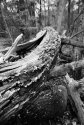 Fungi on fallen tree - 1